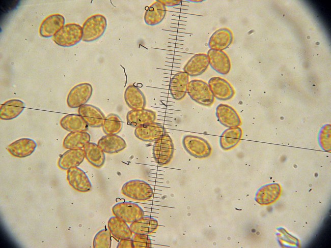 Cortinarius cf. purpurascens